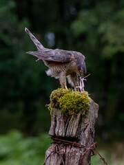 Bird of Prey - Sparrowhawk (Accipiter nisus), also known as the northern sparrowhawk or the sparrowhawk sitting on a trunk covered in moss.
