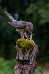 Bird of Prey - Sparrowhawk (Accipiter nisus), also known as the northern sparrowhawk or the sparrowhawk sitting on a trunk covered in moss.