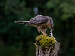 Bird of Prey - Sparrowhawk (Accipiter nisus), also known as the northern sparrowhawk or the sparrowhawk sitting on a trunk covered in moss.
