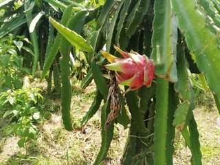 Dragon fruit preparing to be harvested 