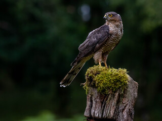 Bird of Prey - Sparrowhawk (Accipiter nisus), also known as the northern sparrowhawk or the sparrowhawk sitting on a trunk covered in moss.