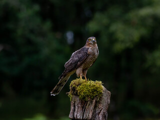 Bird of Prey - Sparrowhawk (Accipiter nisus), also known as the northern sparrowhawk or the sparrowhawk sitting on a trunk covered in moss.