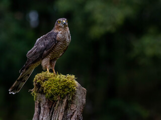 Bird of Prey - Sparrowhawk (Accipiter nisus), also known as the northern sparrowhawk or the sparrowhawk sitting on a trunk covered in moss.