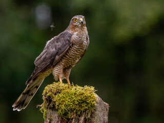 Bird of Prey - Sparrowhawk (Accipiter nisus), also known as the northern sparrowhawk or the sparrowhawk sitting on a trunk covered in moss.