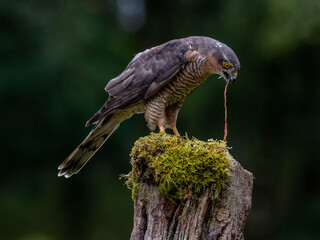 Bird of Prey - Sparrowhawk (Accipiter nisus), also known as the northern sparrowhawk or the sparrowhawk sitting on a trunk covered in moss.