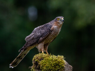 Bird of Prey - Sparrowhawk (Accipiter nisus), also known as the northern sparrowhawk or the sparrowhawk sitting on a trunk covered in moss.