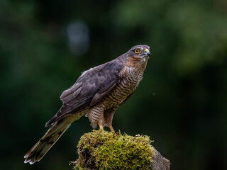 Bird of Prey - Sparrowhawk (Accipiter nisus), also known as the northern sparrowhawk or the sparrowhawk sitting on a trunk covered in moss.