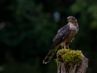 Bird of Prey - Sparrowhawk (Accipiter nisus), also known as the northern sparrowhawk or the sparrowhawk sitting on a trunk covered in moss.