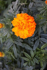 one orange flower in a flower bed