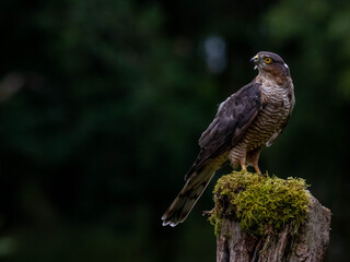 Bird of Prey - Sparrowhawk (Accipiter nisus), also known as the northern sparrowhawk or the sparrowhawk sitting on a trunk covered in moss.