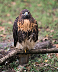 Hawk bird stock photo.  Hawk close-up profile view perched on a tree branch and looking at camera, displaying brown feathers plumage, head, eye, beak, tail, talons. Portrait. Picture. 