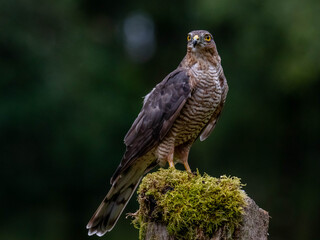 Bird of Prey - Sparrowhawk (Accipiter nisus), also known as the northern sparrowhawk or the sparrowhawk sitting on a trunk covered in moss.