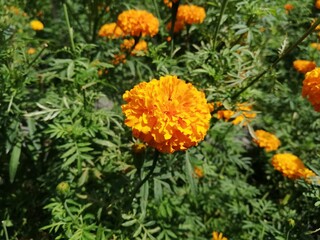 The marigold flowers were blooming 