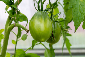Fresh green tomato on a branch. The concept of organic food. Close up.