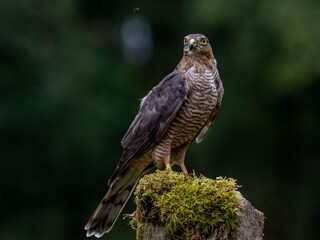 Bird of Prey - Sparrowhawk (Accipiter nisus), also known as the northern sparrowhawk or the sparrowhawk sitting on a trunk covered in moss.