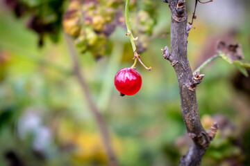 Ripe red currant berry in the garden. The concept of organic food. Close up.