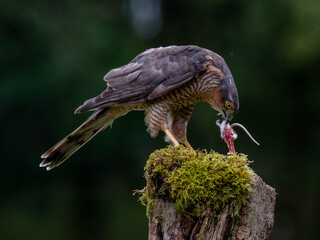 Bird of Prey - Sparrowhawk (Accipiter nisus), also known as the northern sparrowhawk or the sparrowhawk sitting on a trunk covered in moss.