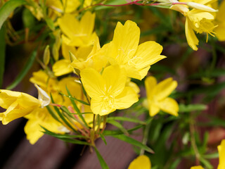 Oenothera fruticosa 'African Sun' ou onagres hybrides 'Soleil d'Afrique jaune' à fleurs jaune vif parfumées