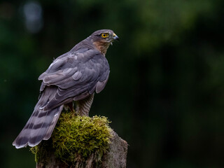 Bird of Prey - Sparrowhawk (Accipiter nisus), also known as the northern sparrowhawk or the sparrowhawk sitting on a trunk covered in moss.