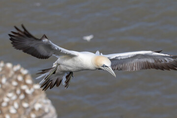 wildlife - Gannet flying over the colony on the cliff by the sea