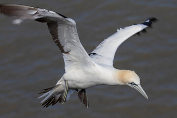 wildlife - Gannet flying over the colony on the cliff by the sea