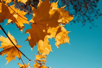yellow autumn maple leaves on a tree against a blue sky
