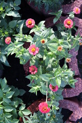 pink flowers in a flower bed