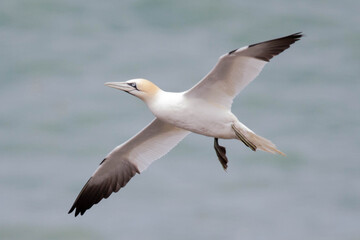Fototapeta na wymiar wildlife - Gannet flying over the colony on the cliff by the sea