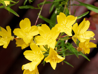 Oenothera fruticosa 'African Sun' ou onagres hybrides 'Soleil d'Afrique jaune' aux panicules de fleurs solitaires à pétales jaune vif et nombreuses étamines à anthère