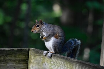 Squirrel sitting hunched up on a rail