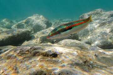 Male Mediterranean rainbow wrasse (Coris julis)