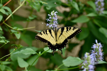 Eastern Tiger Swallowtail on a Butterfly Mint