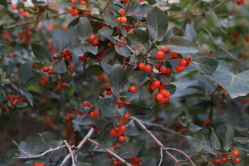 green shurb with orange berries