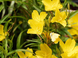 Oenothera fruticosa 'African Sun' ou onagre hybride 'Soleil d'Afrique jaune' aux panicules de...