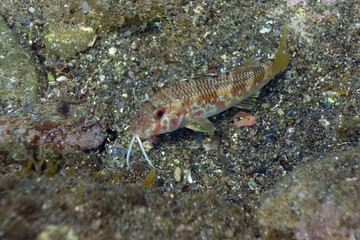 Striped red mullet (Mullus surmuletus) in Mediterranean Sea