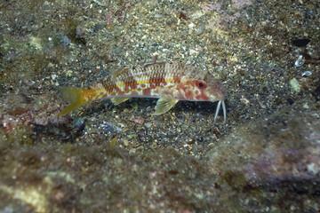 Striped red mullet (Mullus surmuletus) in Mediterranean Sea