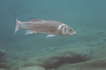 Bass (Dicentrarchus labrax) in Mediterranean Sea