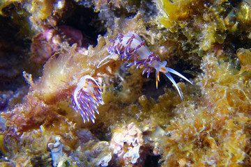 Hervia (Cratena peregrina) in Mediterranean Sea