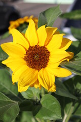 one sunflower in the garden