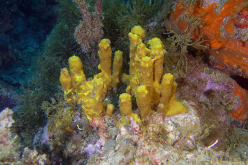 Golden sponge (Aplysina aerophoba) in Mediterranean Sea