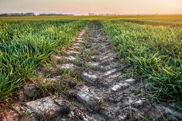 tractor track on the field © Volodymyr Shevchuk