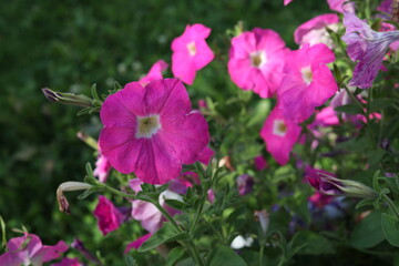 Fototapeta premium pink flowers in the garden