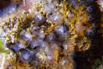 Horseshoe worm (Phoronis hippocrepia) in Mediterranean Sea