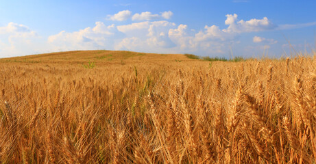 Wheat field against a blue sky