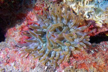 Naklejka na ściany i meble Fat anemone (Cribrinopsis crassa) in Mediterranean Sea