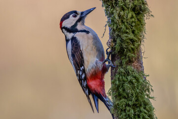 Great spotted woodpecker (Dendrocopos major) with a blurred background.