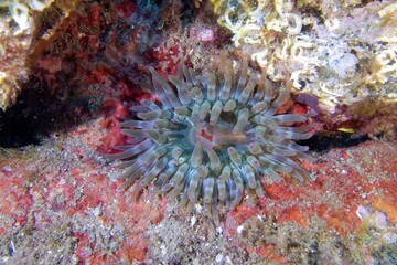 Fat anemone (Cribrinopsis crassa) in Mediterranean Sea