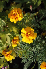 yellow flowers in a flower bed