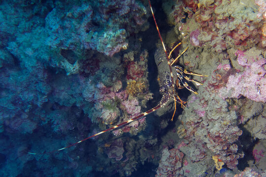 Common spiny lobster (Palinurus elephas) in Mediterranean Sea