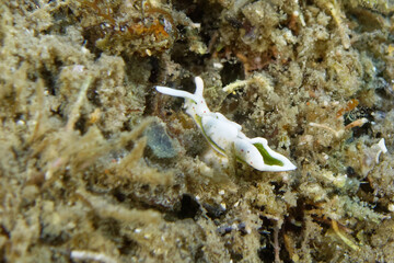 Sea slug (Elysia timida) in Mediterranean Sea